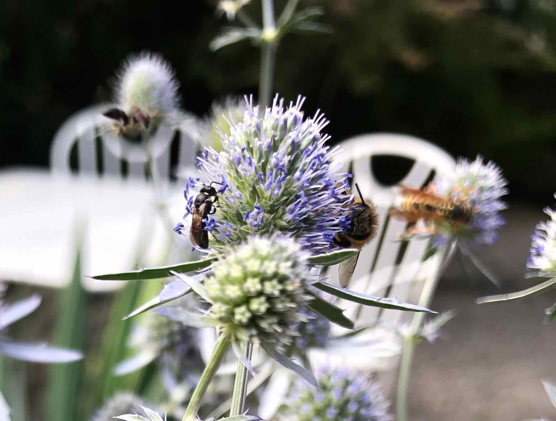 Eryngium - umschwärmt und hochbegehrt